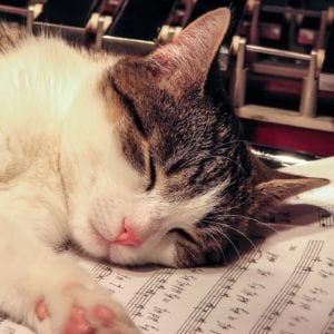 Musica que acalma gatos